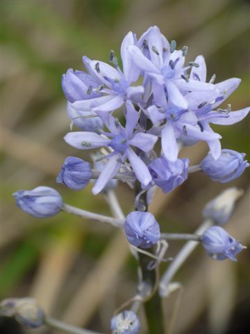 Hyacinthoides italica